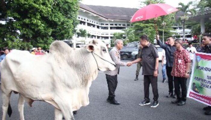 Gubernur Sulut Serahkan 137 Ekor Sapi Untuk Hewan Kurban